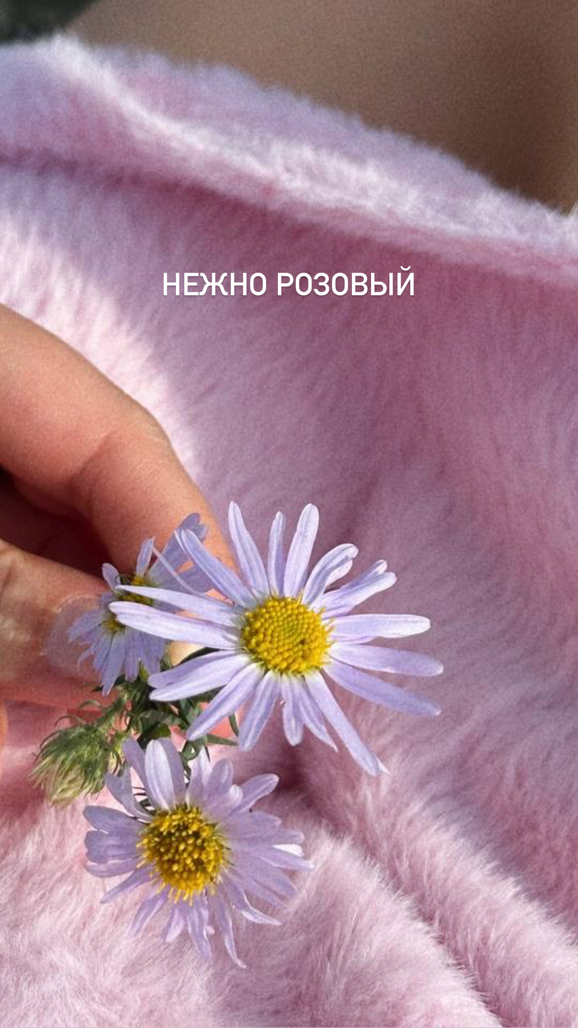 Шорты Коачелла Роуз